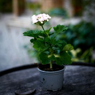 Pelargonium 'April Snow'