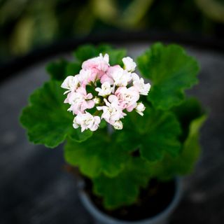 Pelargonium 'April Snow'