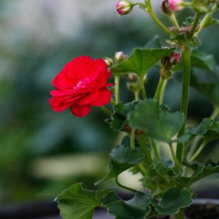 Pelargonium 'Viva Rosita'