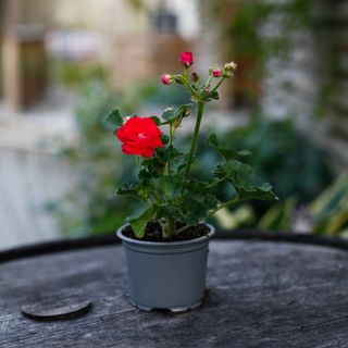 Pelargonium 'Viva Rosita'