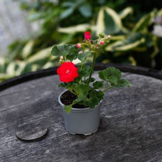 Pelargonium 'Viva Rosita'