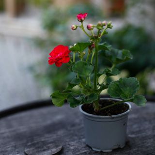 Pelargonium 'Viva Rosita'