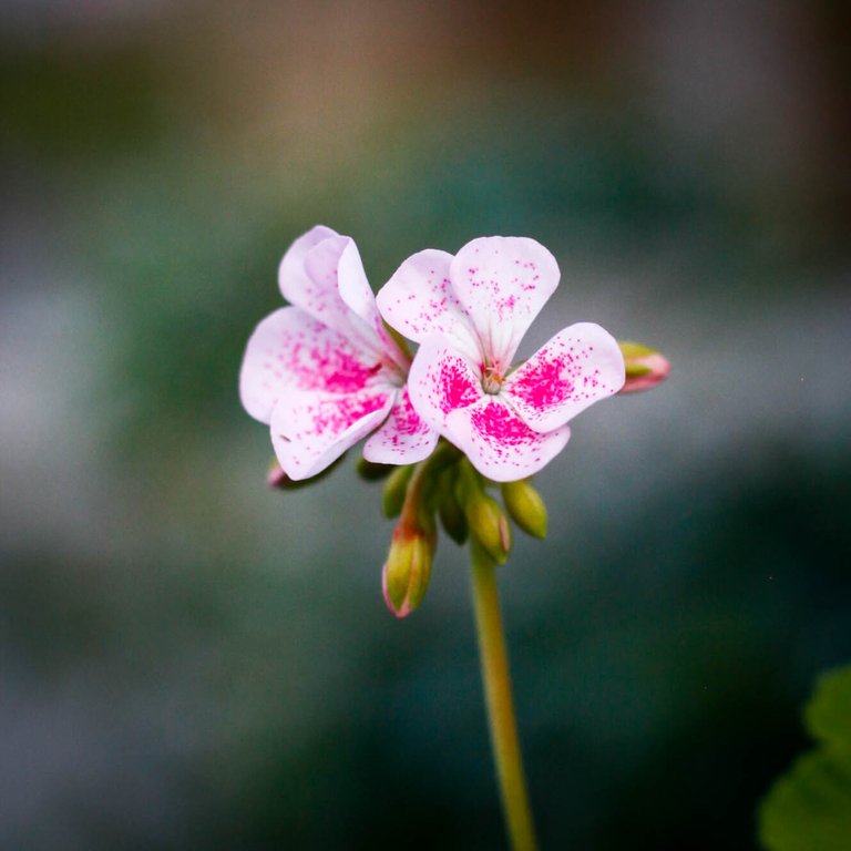 Pelargonium 'Jay's Golden Bird's Egg' 8 cm