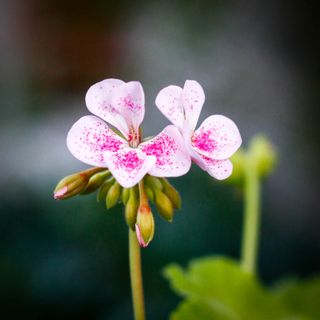 Pelargonium 'Jay's Golden Bird's Egg'