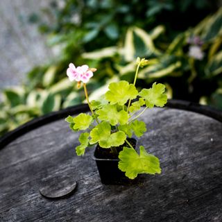 Pelargonium 'Jay's Golden Bird's Egg'