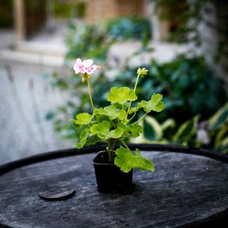 Pelargonium 'Jay's Golden Bird's Egg'