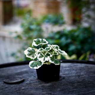 Pelargonium 'Alison March'