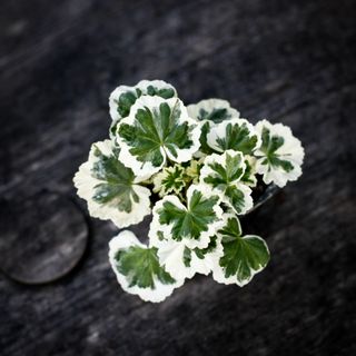 Pelargonium 'Alison March'