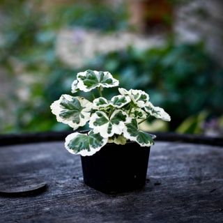 Pelargonium 'Alison March'
