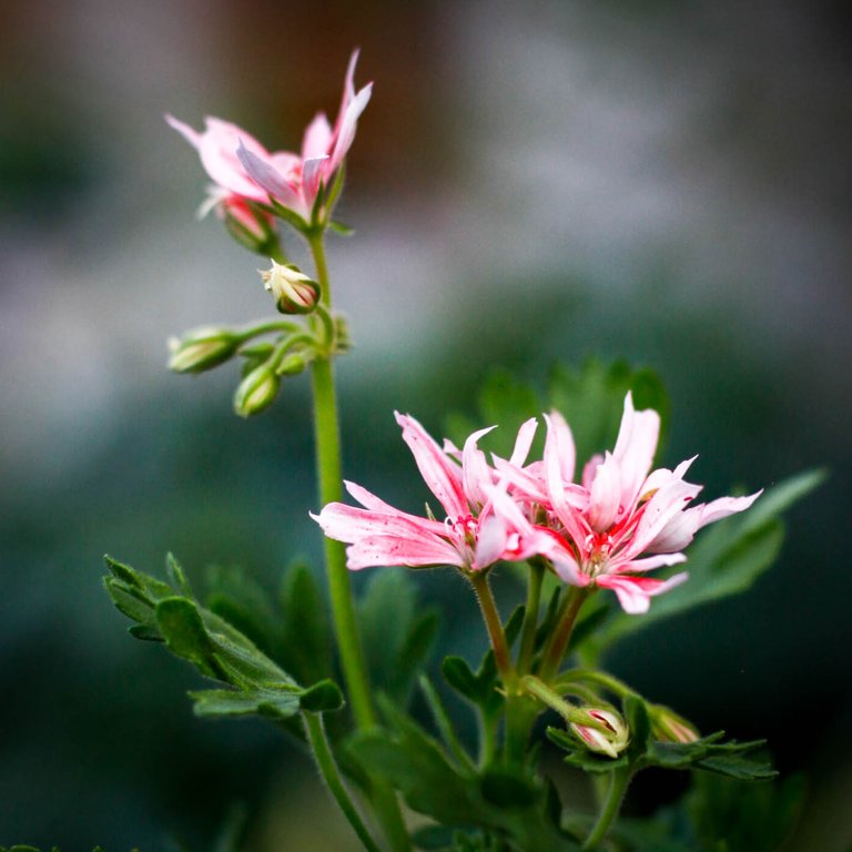 Pelargonium 'Therese' 8 cm