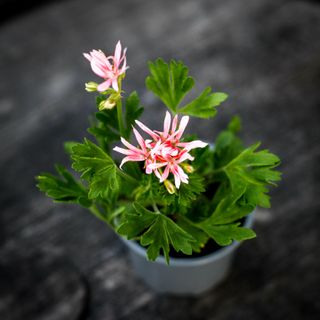 Pelargonium 'Therese'