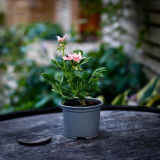 Pelargonium 'Therese'