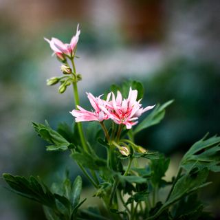 Pelargonium 'Therese'
