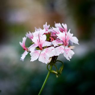 Pelargonium 'Faye Brawner'