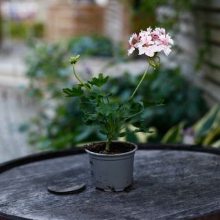 Pelargonium 'Faye Brawner'