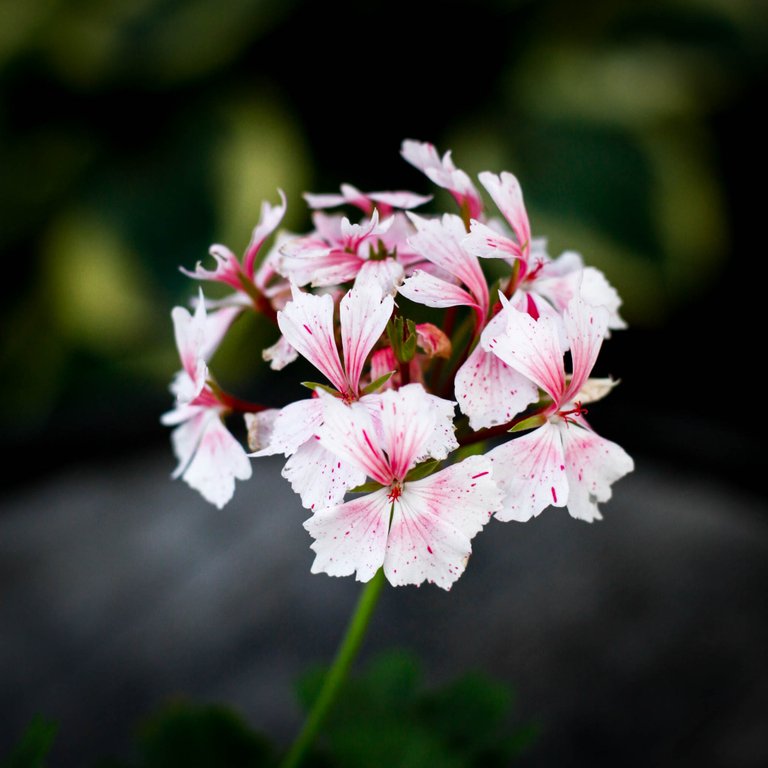 Pelargonium 'Faye Brawner' 8 cm