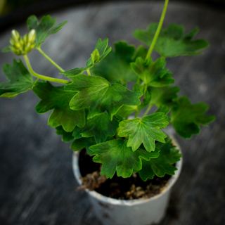 Pelargonium 'Faye Brawner'