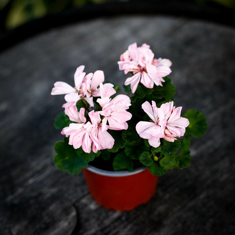 Pelargonium 'Pink Ice' 8 cm