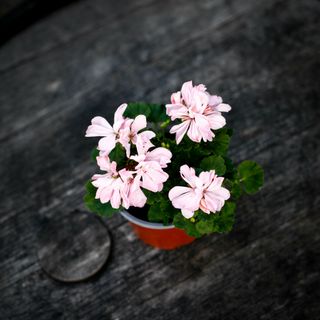 Pelargonium 'Pink Ice'