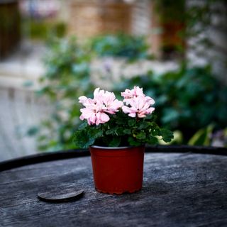 Pelargonium 'Pink Ice'