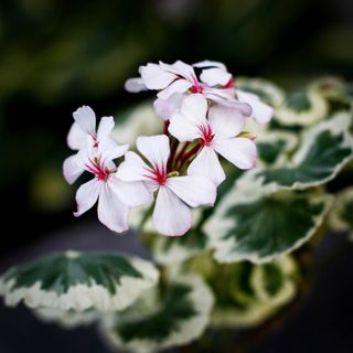 Pelargonium 'Mrs Mappin'