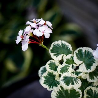 Pelargonium 'Mrs Mappin'