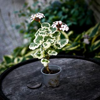 Pelargonium 'Mrs Mappin'