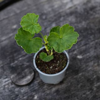 Pelargonium 'Mr Wren Splash'