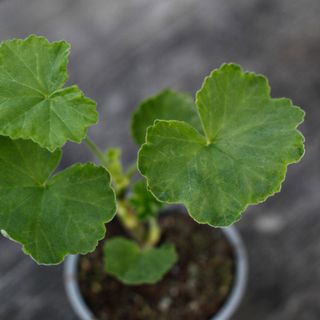 Pelargonium 'Mr Wren Splash'