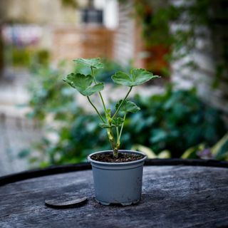 Pelargonium 'Mr Wren Splash'