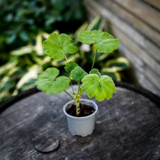 Pelargonium 'Mr Wren'