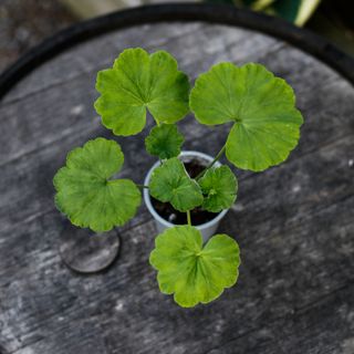 Pelargonium 'Mr Wren'