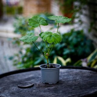 Pelargonium 'Mr Wren'
