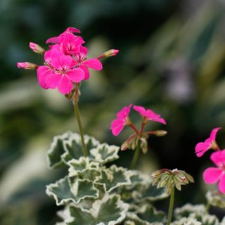 Pelargonium 'Leamington' 10,5 cm