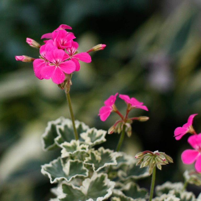 Pelargonium 'Leamington' 8 cm