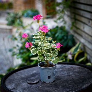 Pelargonium 'Leamington' 10,5 cm