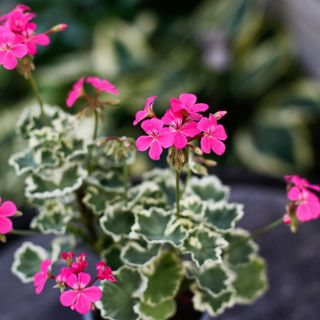 Pelargonium 'Leamington' 10,5 cm