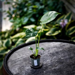 Monstera 'Thai Constellation' NR 3