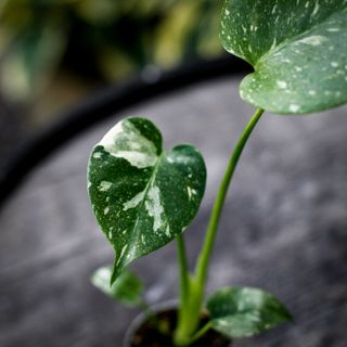 Monstera 'Thai Constellation' NR 3