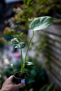 Monstera 'Thai Constellation' NR 3