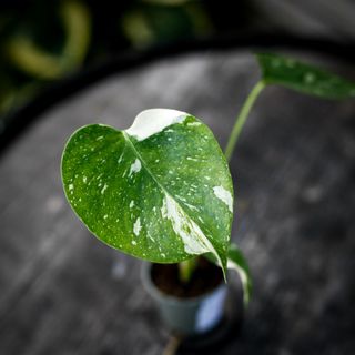 Monstera 'Thai Constellation' 6 cm