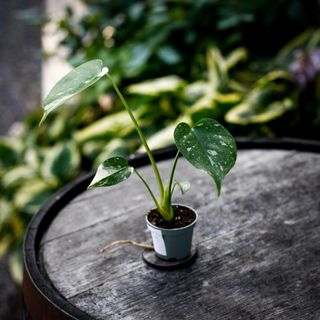 Monstera 'Thai Constellation' 6 cm