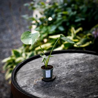 Monstera 'Thai Constellation' 6 cm