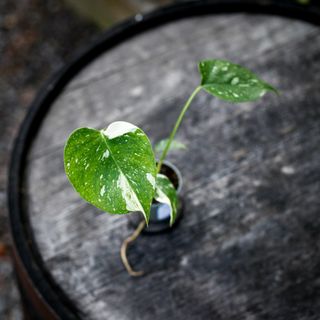 Monstera 'Thai Constellation' 6 cm
