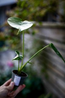 Monstera 'Thai Constellation' 6 cm