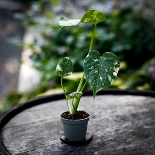 Monstera 'Thai Constellation' NR 8