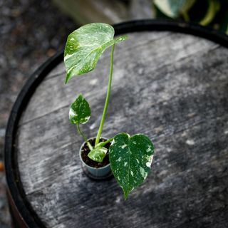 Monstera 'Thai Constellation' NR 8