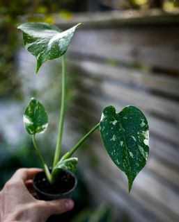 Monstera 'Thai Constellation' NR 8