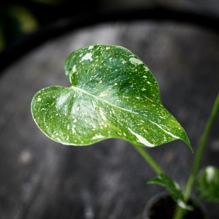 Monstera 'Thai Constellation' NR 8