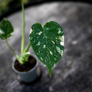 Monstera 'Thai Constellation' NR 8